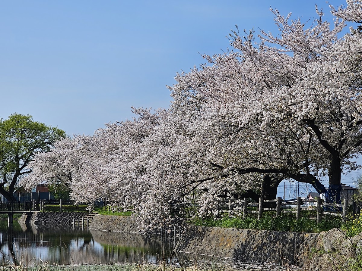 妙参寺沼（群馬県太田市）
