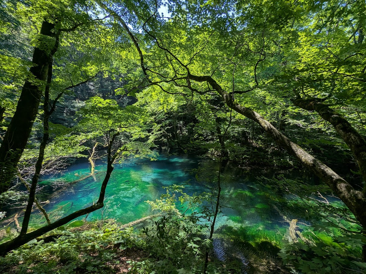 白神山地の湧水