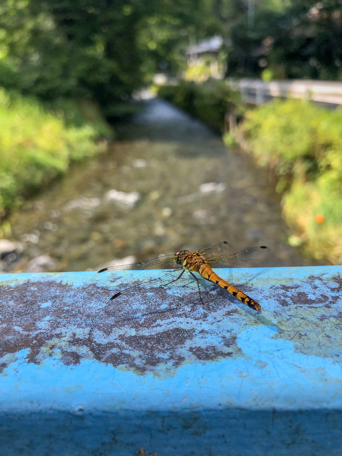 久慈川湧水群(八溝川湧水群)