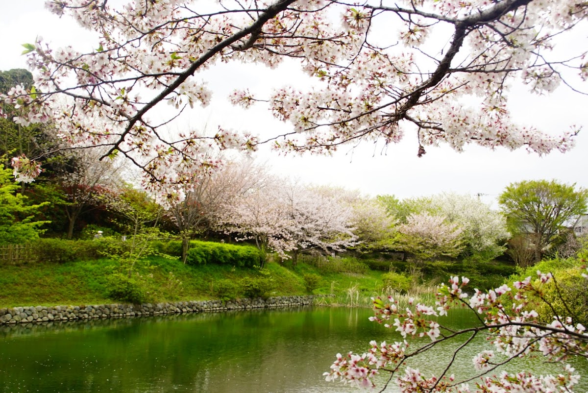 秦野盆地湧水群 神奈川県