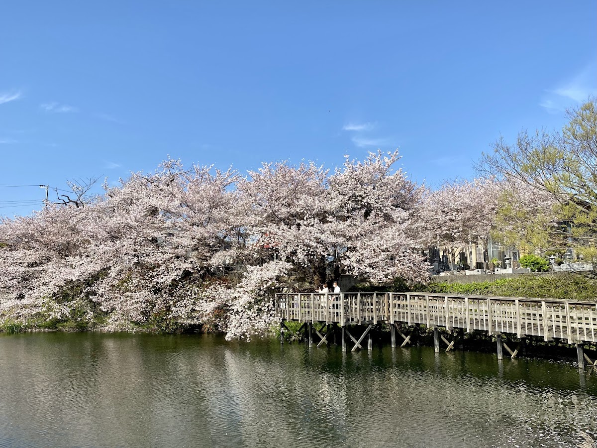 今泉湧水池（今泉名水桜公園）
